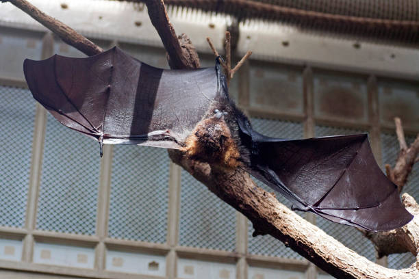 istock A big bat (Pteropodidae),) is hanging in the sky with its wings all around 1098008948
