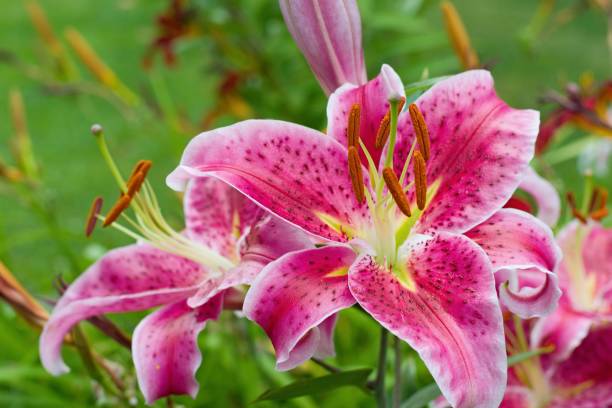 lirio rosa en el jardín, híbrido de stargazer lilium orientalis - lily pink stargazer lily flower fotografías e imágenes de stock