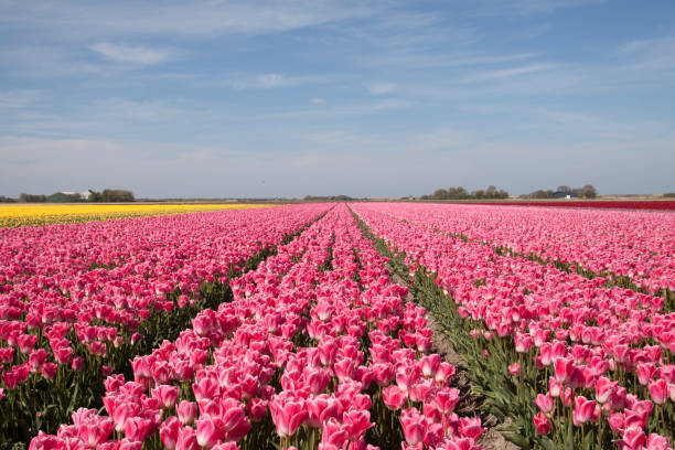 istock Landscape with pink blooming tulips in the spring 1098011976