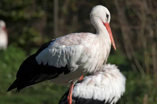 Storks are large, long-legged, long-necked wading birds with long, stout bills. They belong to the family called Ciconiidae, and make up the order Ciconiiformes. Ciconiiformes previously included a number of other families, such as herons and ibises, but those families have been moved to other orders