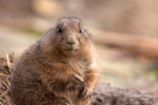 istock Sitting Prairie dog with a blurred background 1098012216