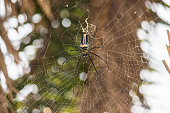 spider-web.jpg?b=1&s=170x170&k=20&c=nT3wZ_zWIY-_PdOEd4bbn22uY5Jl83K107yqdW0XB-o=