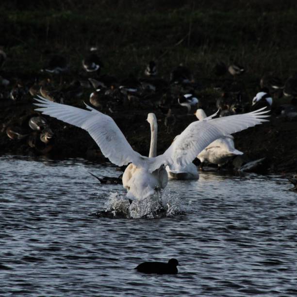 istock A picture of a Whooper Swan flapping its wings 1098013052