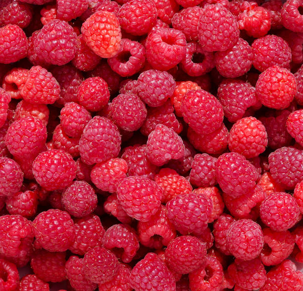 istock Raspberries background. Fresh ripe and sweet Raspberry 1098013124