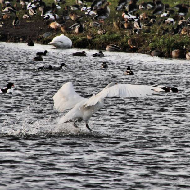 istock A picture of a Whooper Swan flapping its wings 1098013148