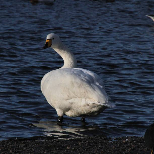 istock A picture of a Whooper Swan 1098013278
