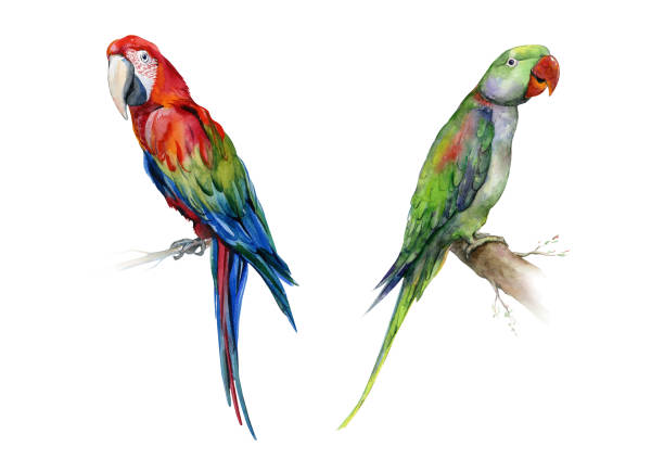 Scarlet macaw parrot and green Alexandrine parrot. The Alexandrine parakeet. Watercolor of medium-sized green Alexandrine parrot. Vibrant tropical bird illustration. Scarlet macaw parrot. Ara macao. green parakeet stock illustrations
