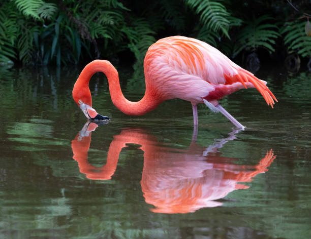 flamingo con grazia acqua potabile - freshwater bird animals in the wild feather animal leg foto e immagini stock