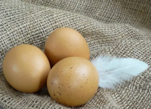 Brown chicken eggs on burlap over wooden background with feather