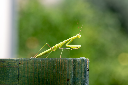 mantis on top of a door observing the photographer