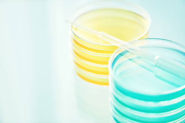 istock Stack of petri dishes with pipette 1098021182