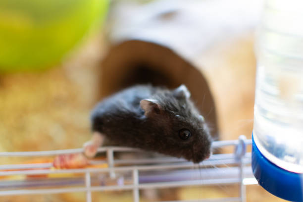 istock hamster trying to leave his cage 1098021336