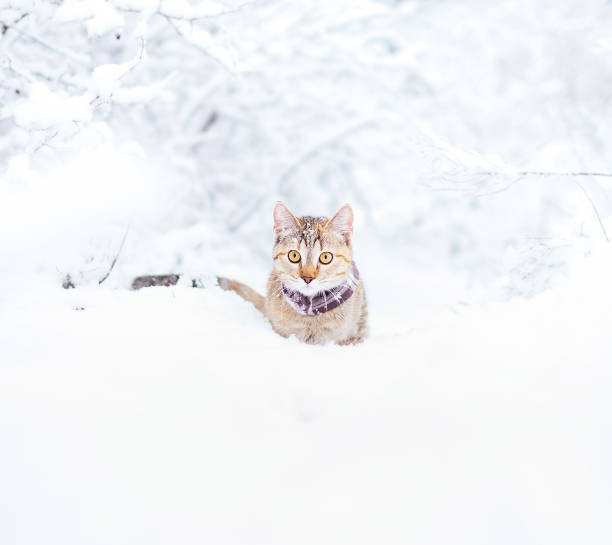 istock Cat of ginger color walking in snowy forest. 1098021384