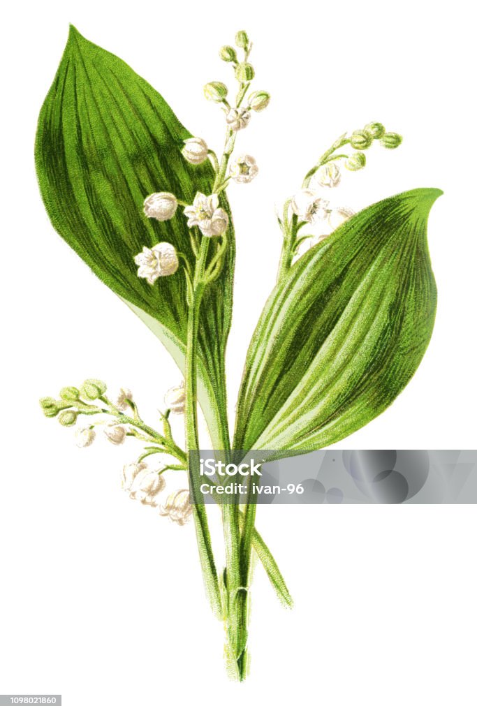lily of the valley Antique illustration of a Medicinal and Herbal Plants. 
illustration was published in 1893 “botanika i mineralogia atlas"
scan by Ivan Burmistrov Illustration stock illustration