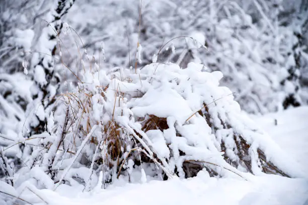 Dry field plants covered with snow.