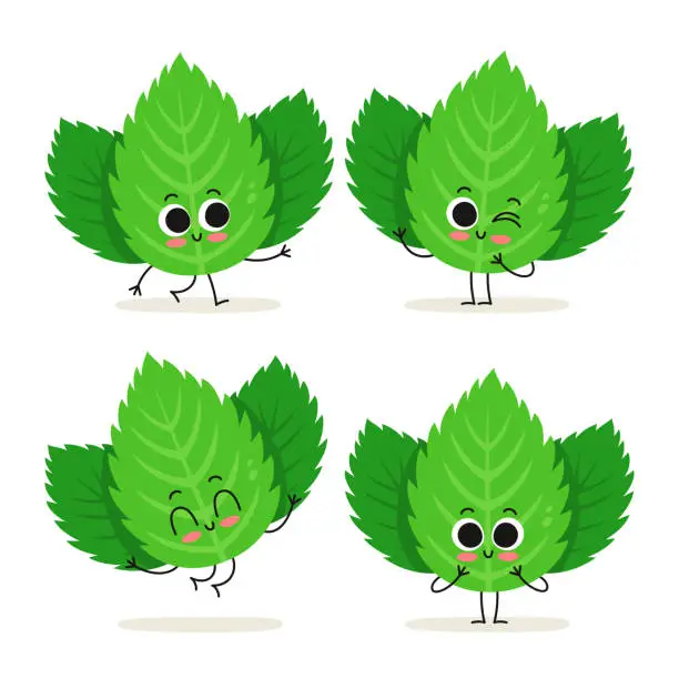 Vector illustration of Mint. Cute herb vector character set isolated on white