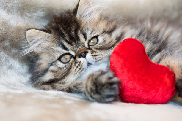 istock Beautiful Persian kitten cat with red heart 1098026142