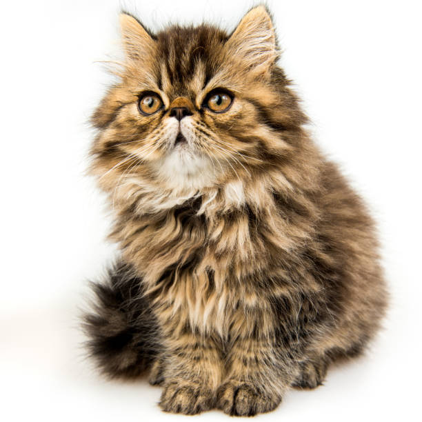 istock Beautiful Persian kitten cat marble color coat 1098026164