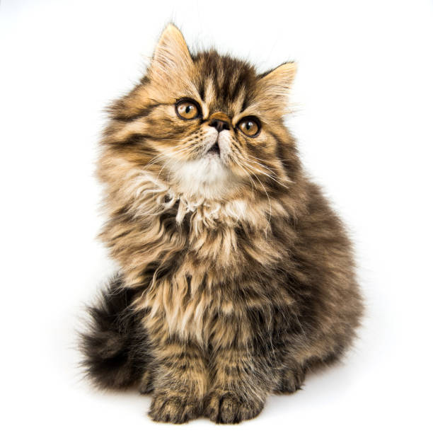 istock Beautiful Persian kitten cat marble color coat 1098026178