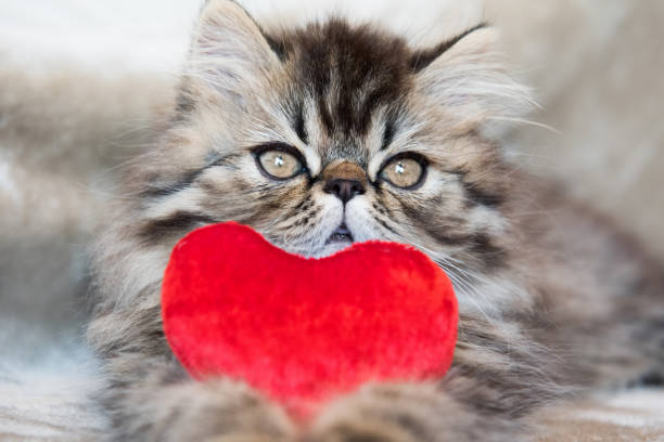 istock Beautiful Persian kitten cat with red heart 1098026470