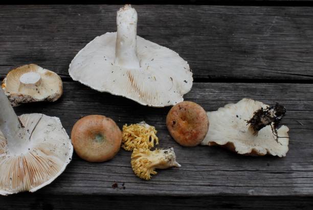 istock Mushrooms on wooden table 1098030158