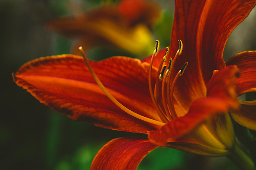 Red tiger lily flower closeup
