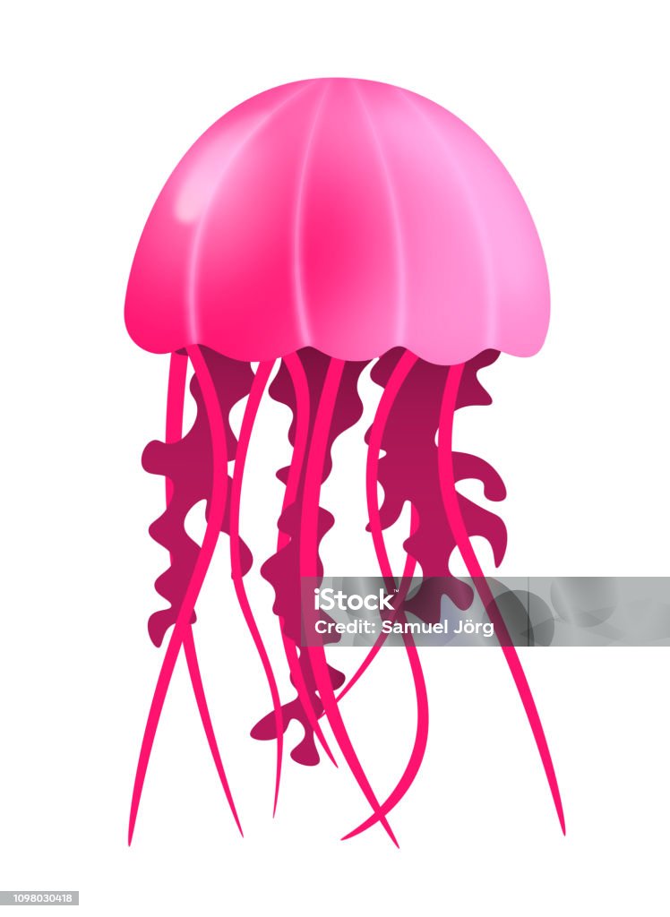 a pink jellyfish a pink vector jellyfish Animal stock vector