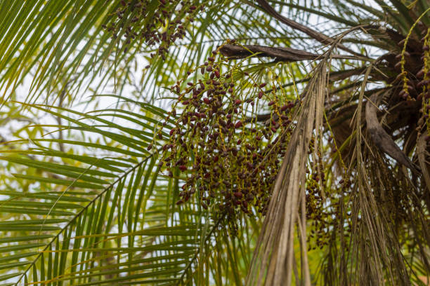 istock Close up of palm tree seen from below 1098030984