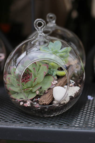 istock Air Plant Bubble with Succulent 1098031146