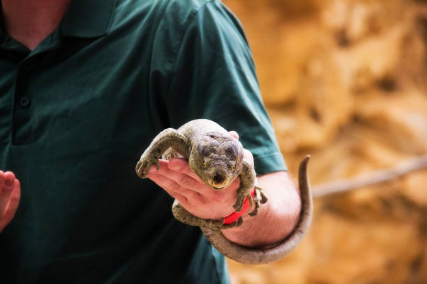 istock zoo keeper holding a lizard at the Naples Zoo in Florida 1098031176