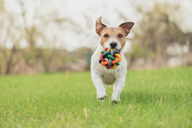 szczęśliwy pies z kolorową zabawką biegającą i bawiącą się wiosną świeżym zielonym trawnikiem trawiastym - dog park retrieving humor zdjęcia i obrazy z banku zdjęć