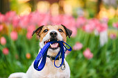 Dog ready for a walk carrying leash in mouth at nice spring morning