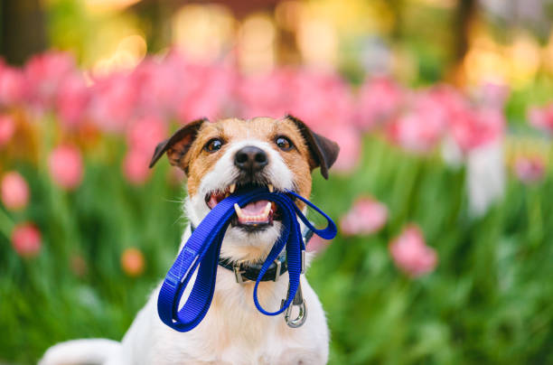 Dog ready for a walk carrying leash in mouth at nice spring morning Jack Russell Terrier holding leash with colorful flower bed at background animal care equipment photos stock pictures, royalty-free photos & images