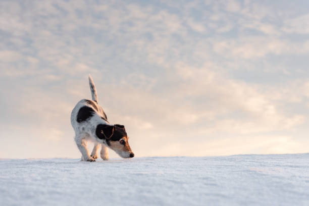 petit chien de jack russell terrier beau renifle en face de ciel nuageux atmosphérique - frozen ice sky sun photos et images de collection