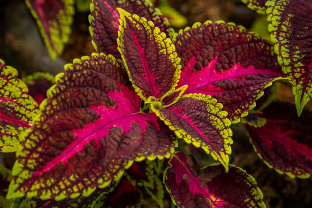istock Colorful leaves Coleus plant close-up 1098034226