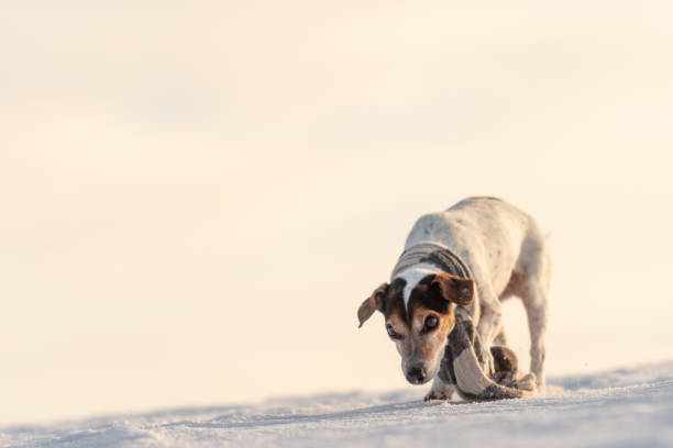 bonito bonito jack russell terrier cachorrinho com roupas de proteção na natureza estar em movimento na frente do céu nublado atmosférico - searching landscape sunset winter - fotografias e filmes do acervo
