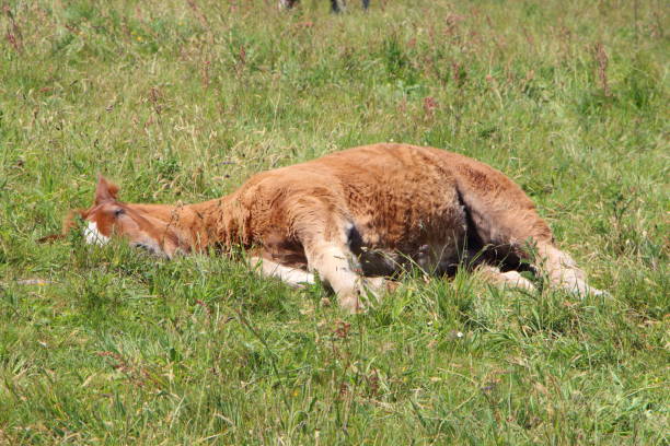 istock Trait Breton foal lying down in a field in Brittany 1098035716