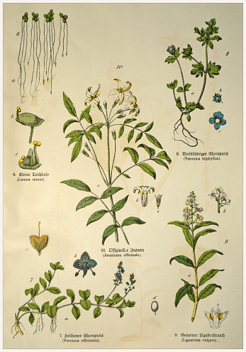 Munich 1880-1889,  Germany.  Victorian style botanical lithographs with corresponding  caption in Latin and old German script.