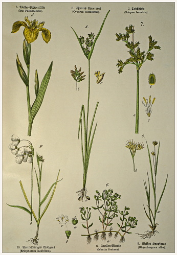 Munich 1880-1889,  Germany.  Victorian style botanical lithographs with corresponding  caption in Latin and old German script.
