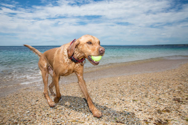 istock Playful Labrador retriever carrying a ball at beach during fetch 1098036196