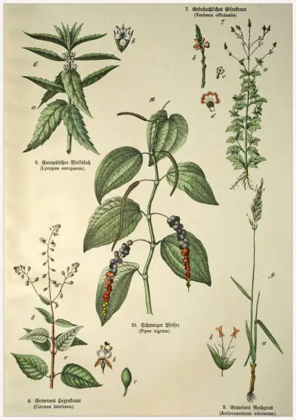 Photo of Victorian style botanical lithographs with corresponding caption in Latin and old German script. Munich 1880-1889,  Germany.