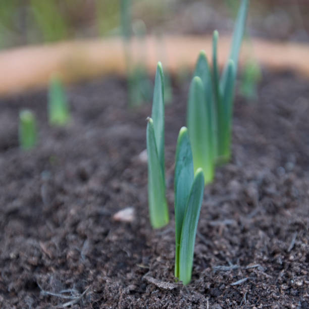 istock Daffodil plants 1098036460