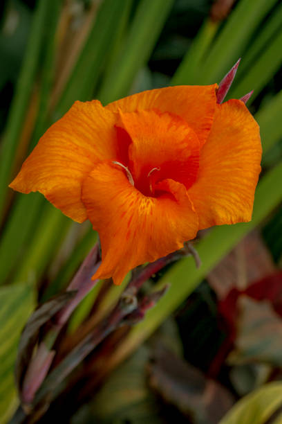 istock Canna Indica orange and red color flower 1098036668