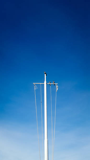 istock Peagons sitting on the white ship pole againt the beautiful blue sky 1098038146