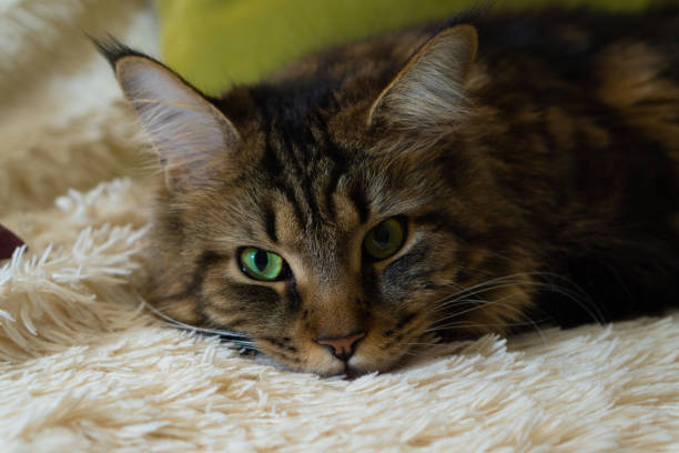 istock Cat with green eyes rested on the couch 1098038604