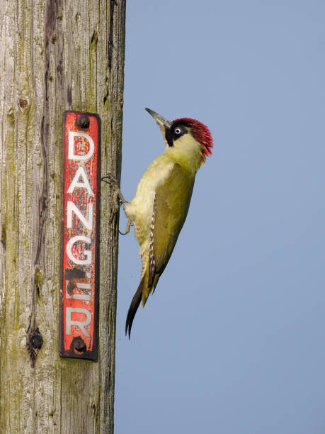 kuvapankkikuvat ja rojaltivapaat kuvat aiheesta vihreä tikka, picus viridis - european green woodpecker