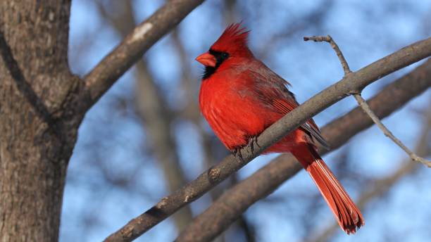 istock Male Northern Cardinal 1098040492