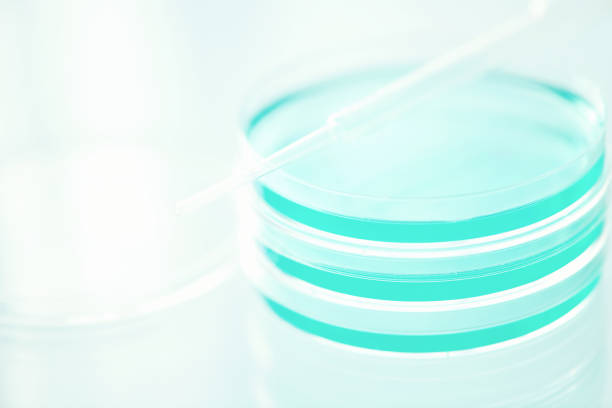 istock Stack of petri dishes with pipette 1098040598