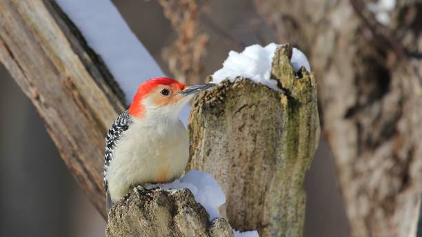 istock Red Bellied Woodpecker 1098040834