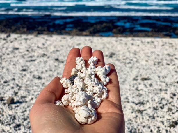 białe kamienie koralowe na dłoni - beach coral close up water zdjęcia i obrazy z banku zdjęć